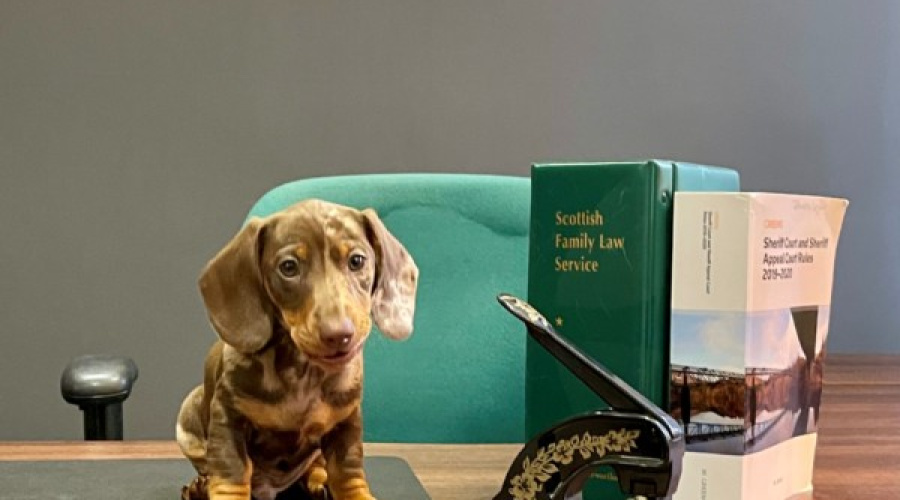 Puppy love at Johnson Legal