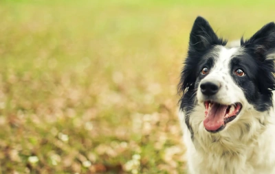 Pets in Scottish Family Law: Property or Family Member