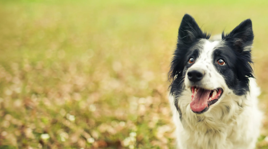 Pets in Scottish Family Law: Property or Family Member